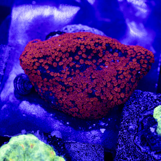 Montipora Superman