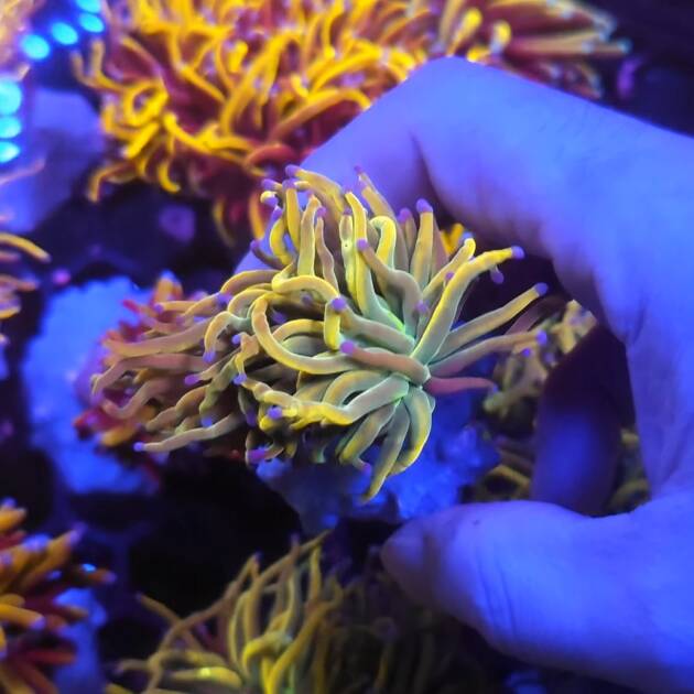 Euphyllia Glabrescens Dragon Tamer