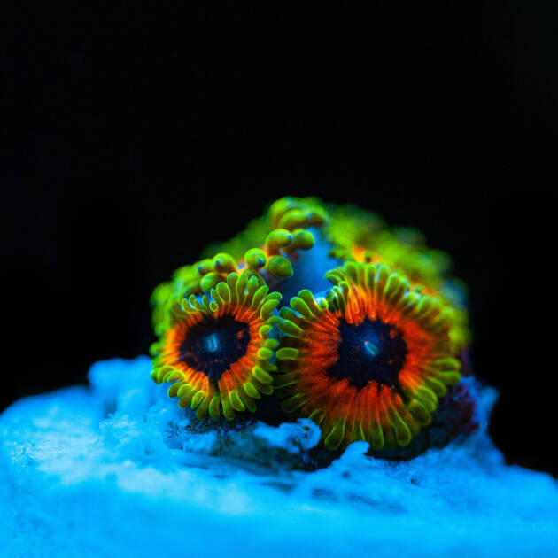 Zoanthus Hallucination