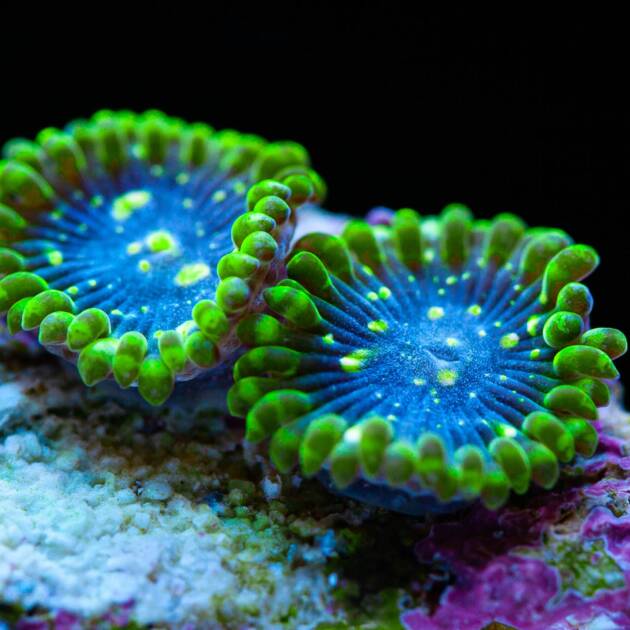 Zoanthus Exosphere