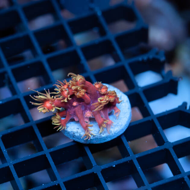 Goniopora Indo Golden Inferno