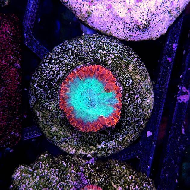 Blastomussa Wellsi