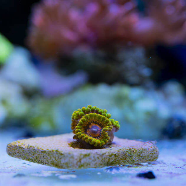 Zoanthus GMK Grand Master Krakatoa