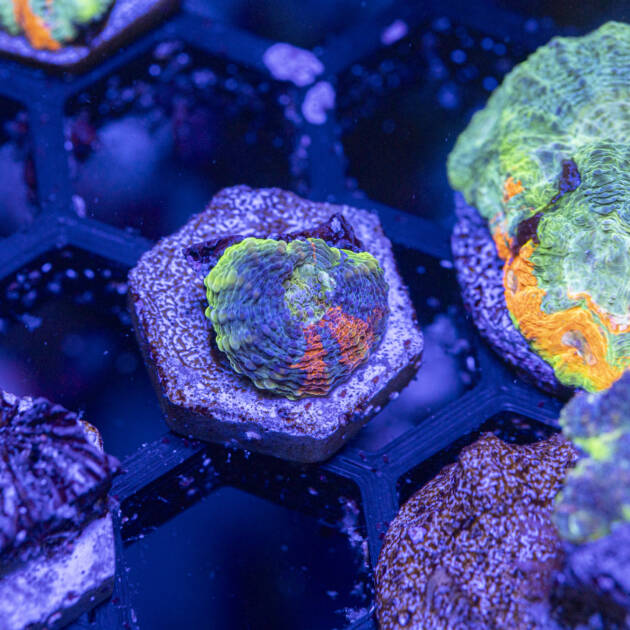 Acanthastrea Echinata Bugatti style