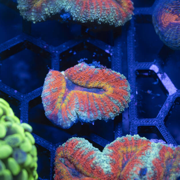 Lobophyllia Corymbosa