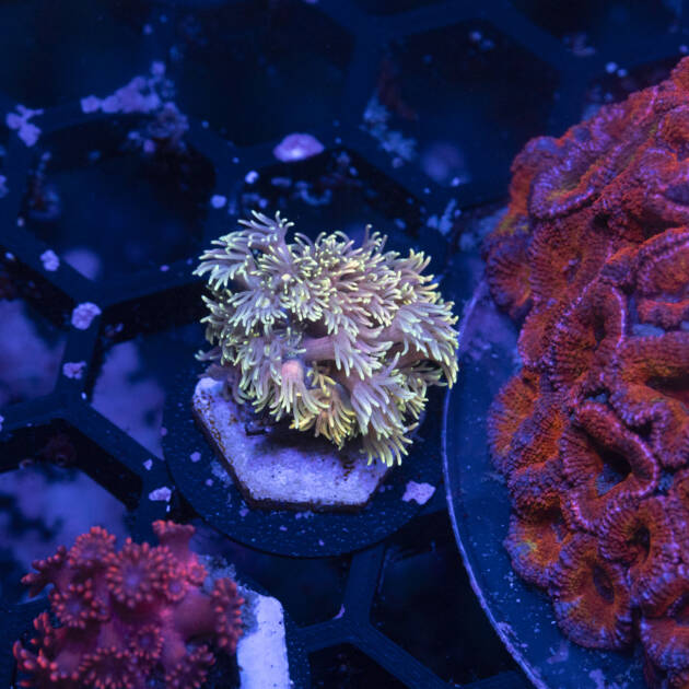 Goniopora Rainbow