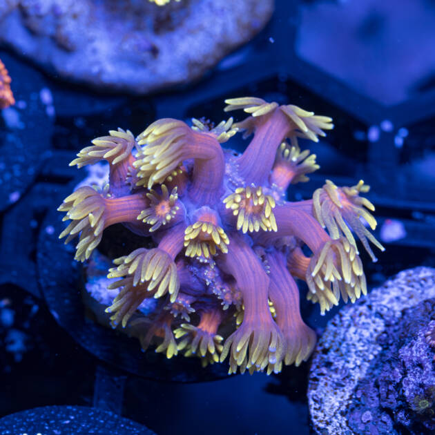Goniopora Golden Inferno