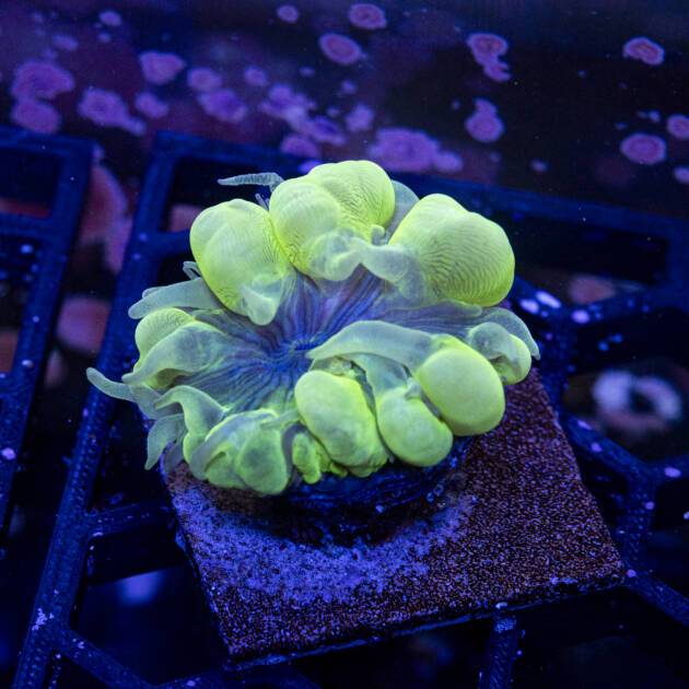 Plerogyra Sinuosa
