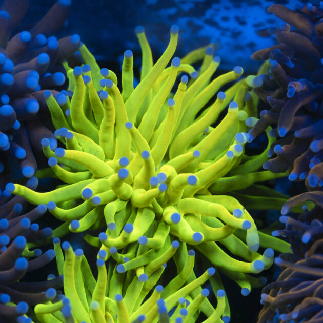 Euphyllia Glabrescens Holy Grail