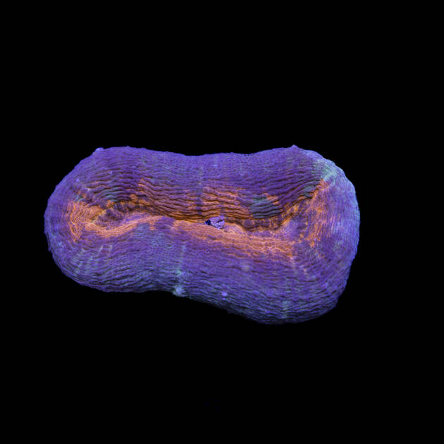Lobophylla Corymbosa