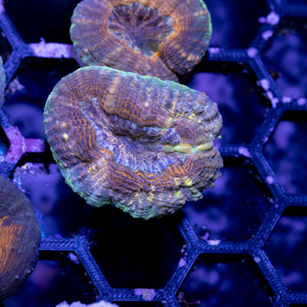 Lobophyllia Corymbosa rainbow
