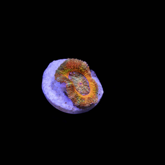 Acanthastrea Lordowensis Rainbow