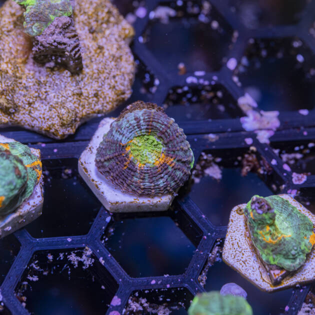 Acanthastrea Echinata Bugatti style RARE