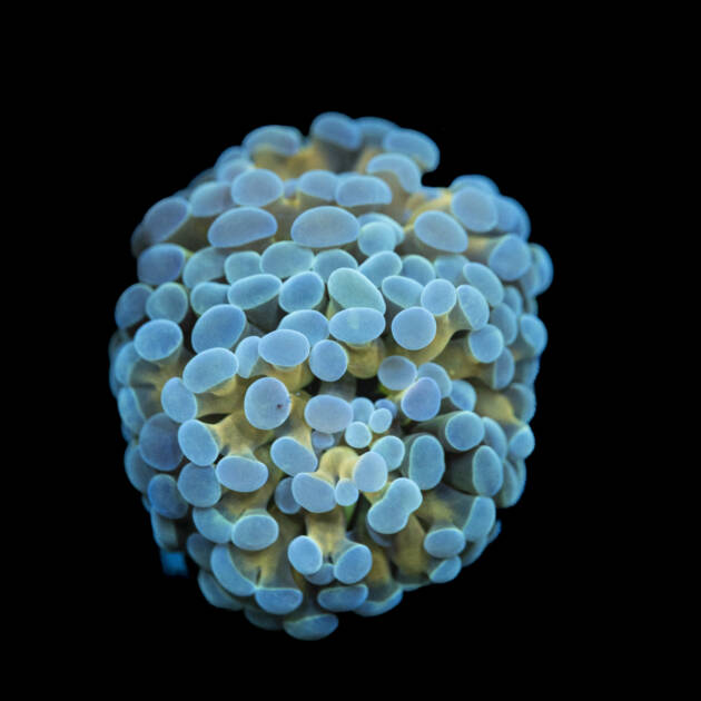 Euphyllia Paraancora Inverse Gold