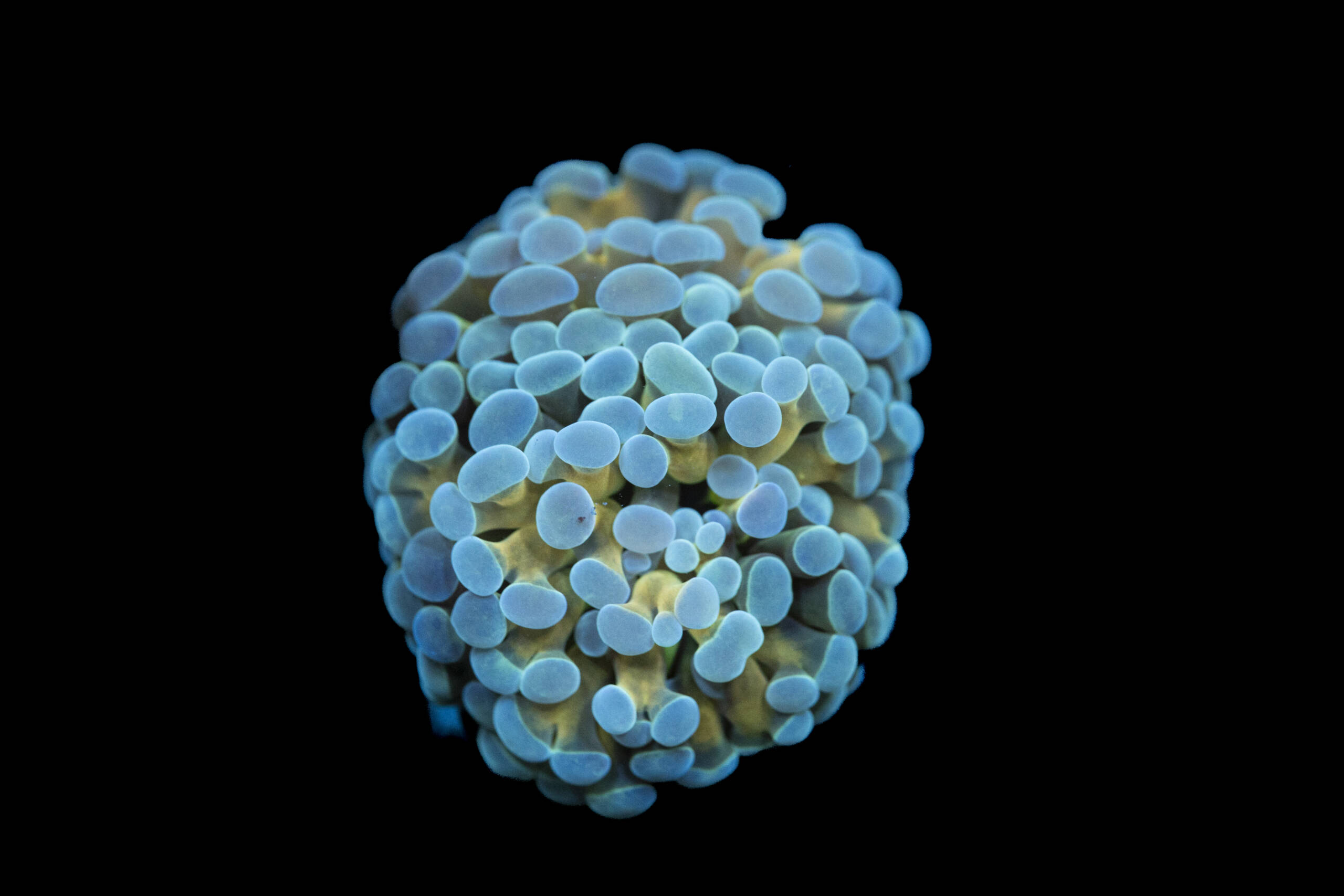 Euphyllia Paraancora Inverse Gold