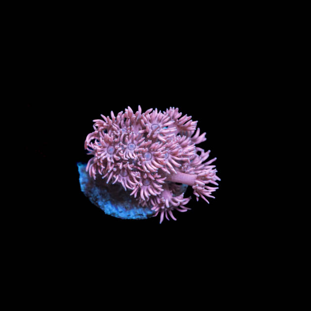 Goniopora Pink