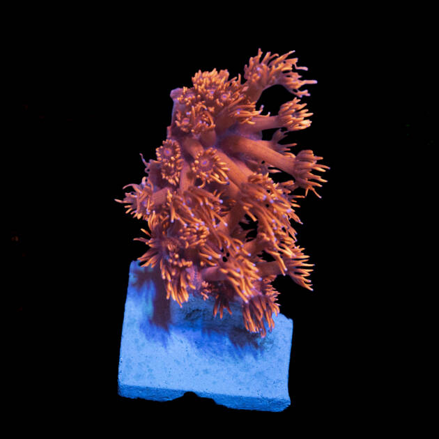 Goniopora Red ultra