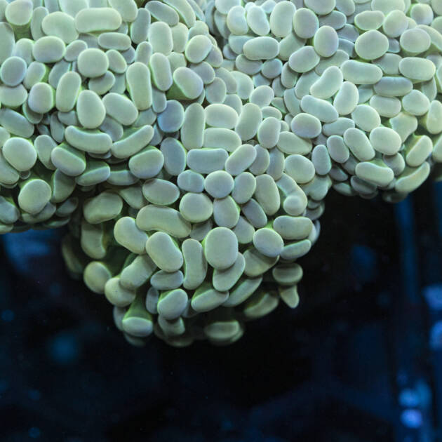 Euphyllia Paraancora Mint