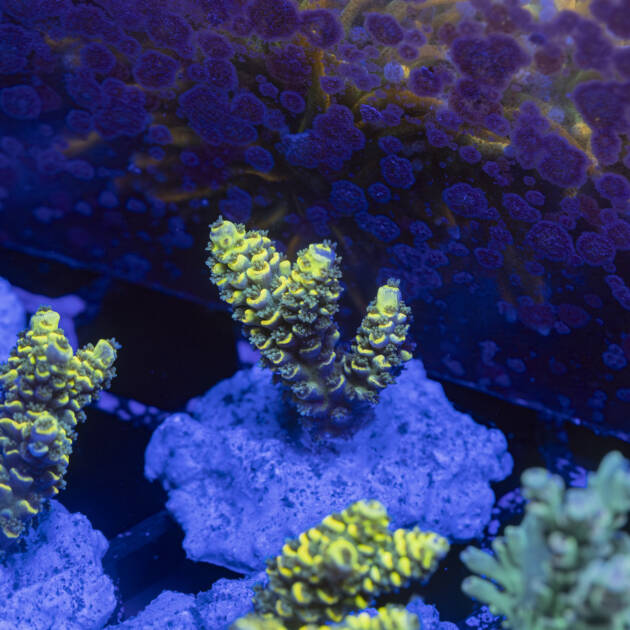 Acropora Tenuis HC Canary