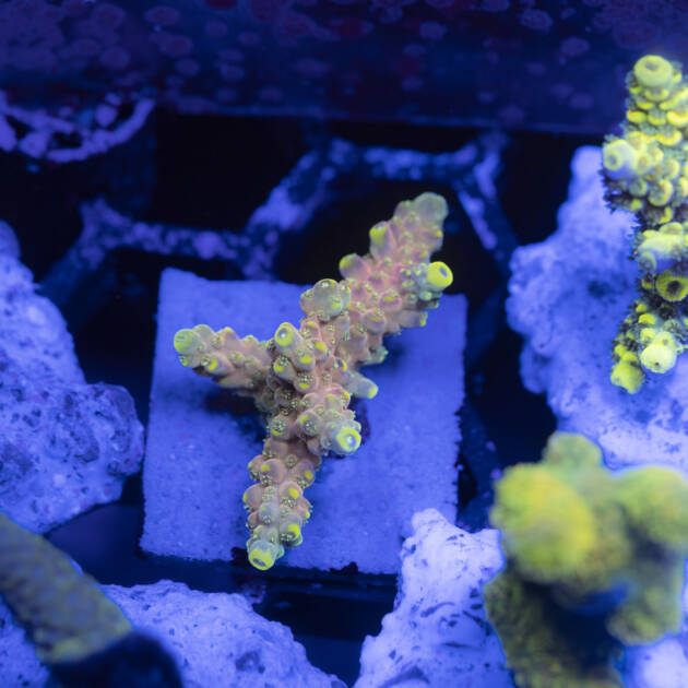 Acropora AK Bubble Yum