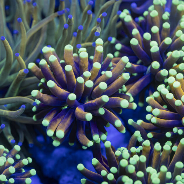 Euphyllia Hellfire 2.0