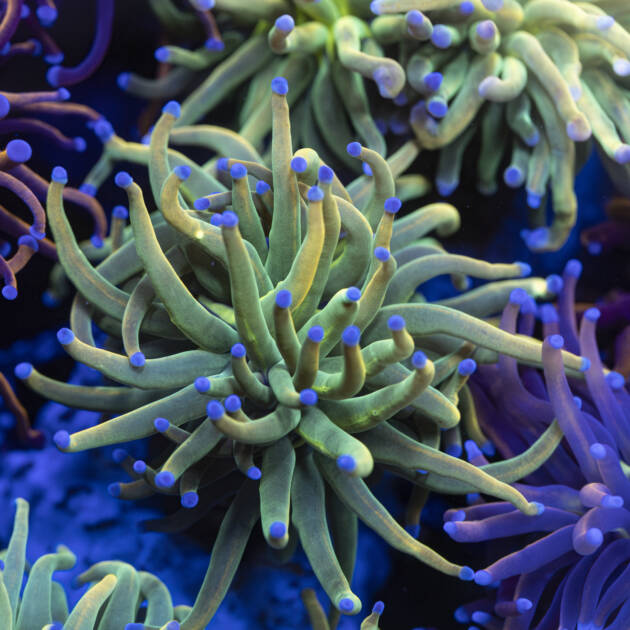 Euphyllia Holy Grail grade B