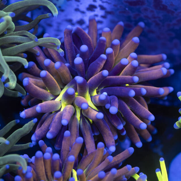 Euphyllia Golden Joker