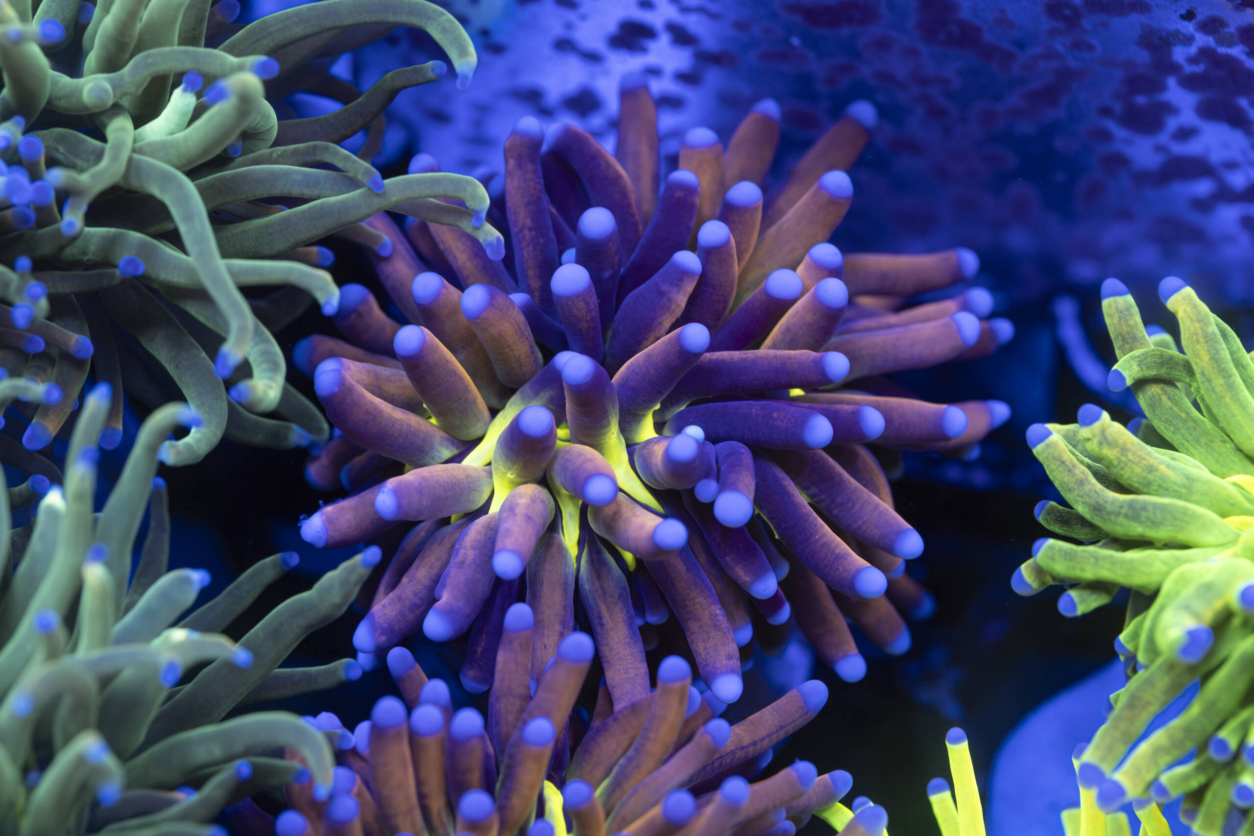 Euphyllia Golden Joker