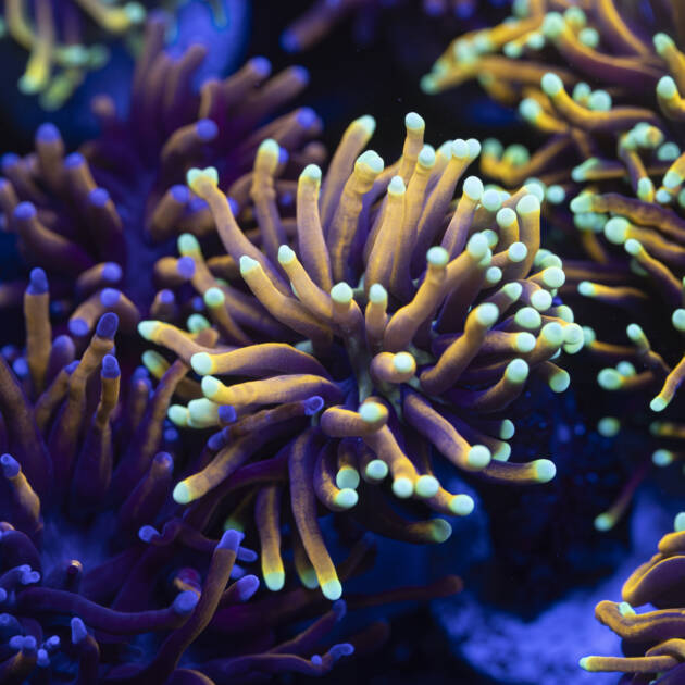 Euphyllia Hellfire