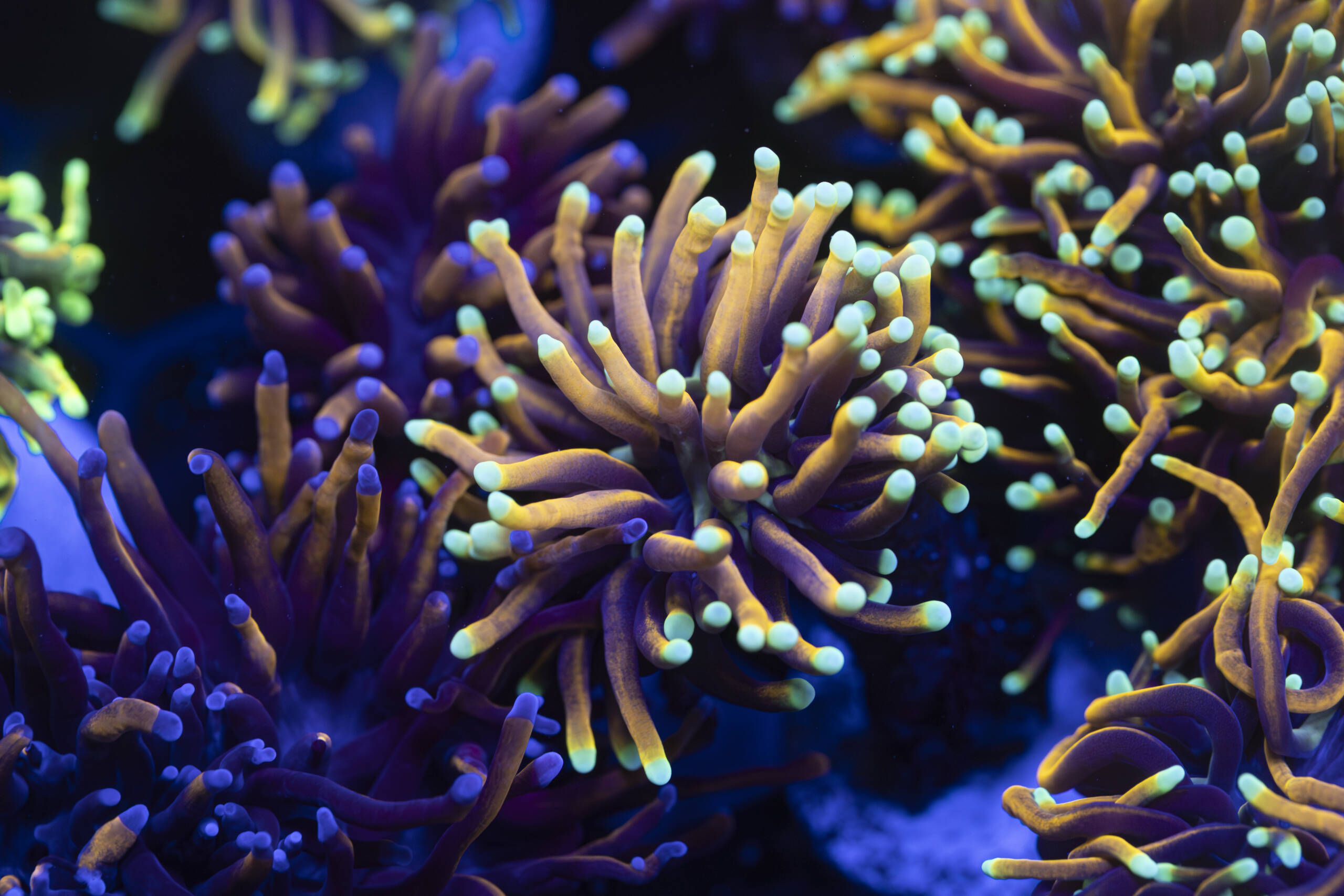 Euphyllia Hellfire