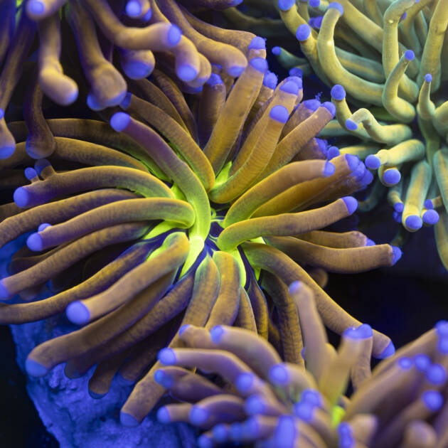 Euphyllia Golden Joker ultra