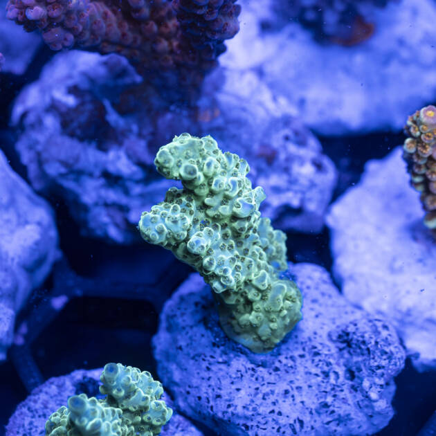 Acropora Aussie