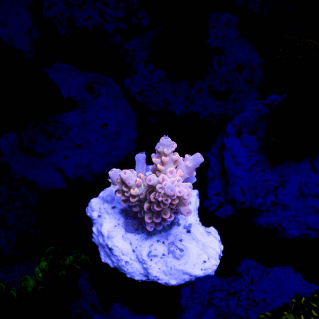 Acropora tenuis Pink
