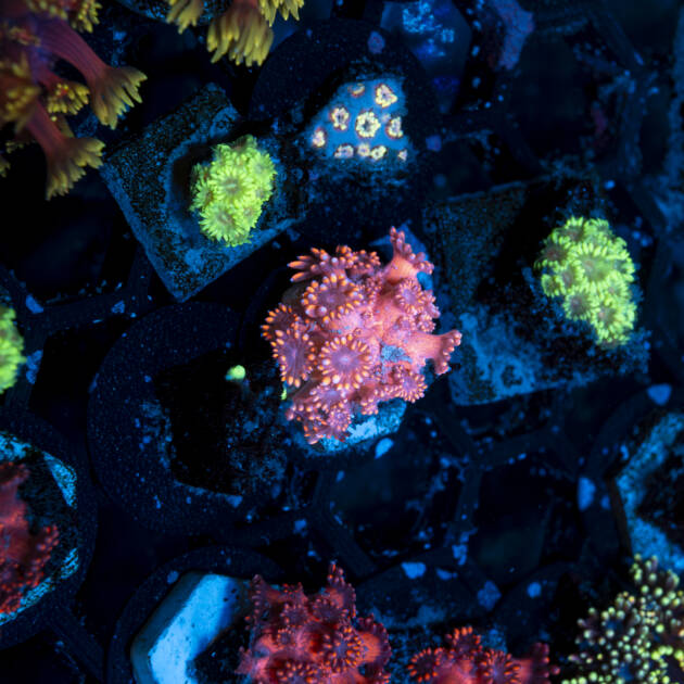 Goniopora Pink