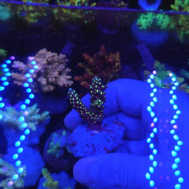 Acropora Tricolor