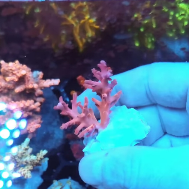 Acropora Carduus Red Dragon