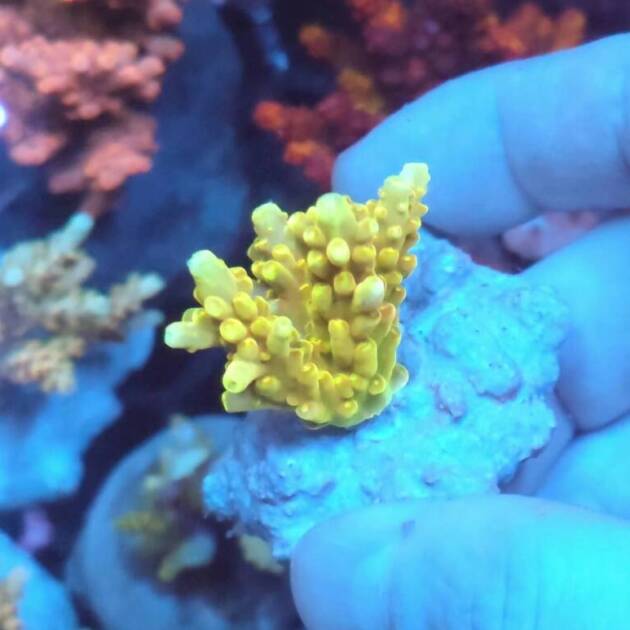 Acropora Rosaria Goldfinger