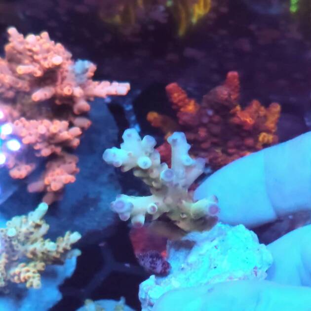 Acropora Jawdropper