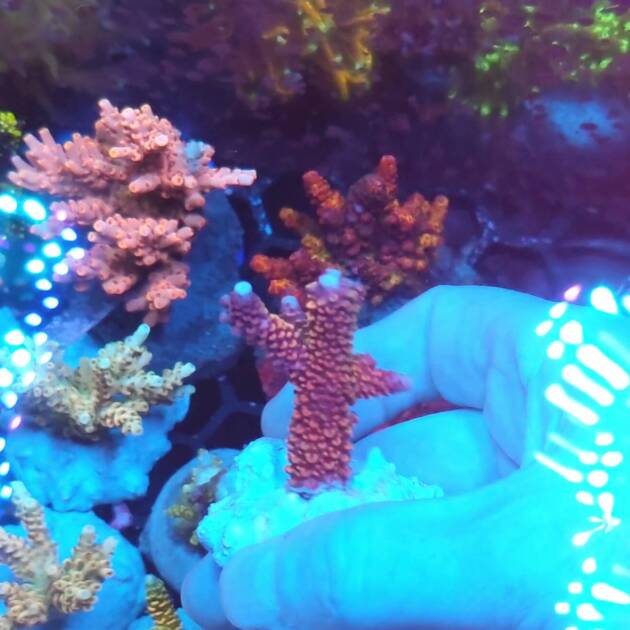 Acropora Aspera Red Blue Tip