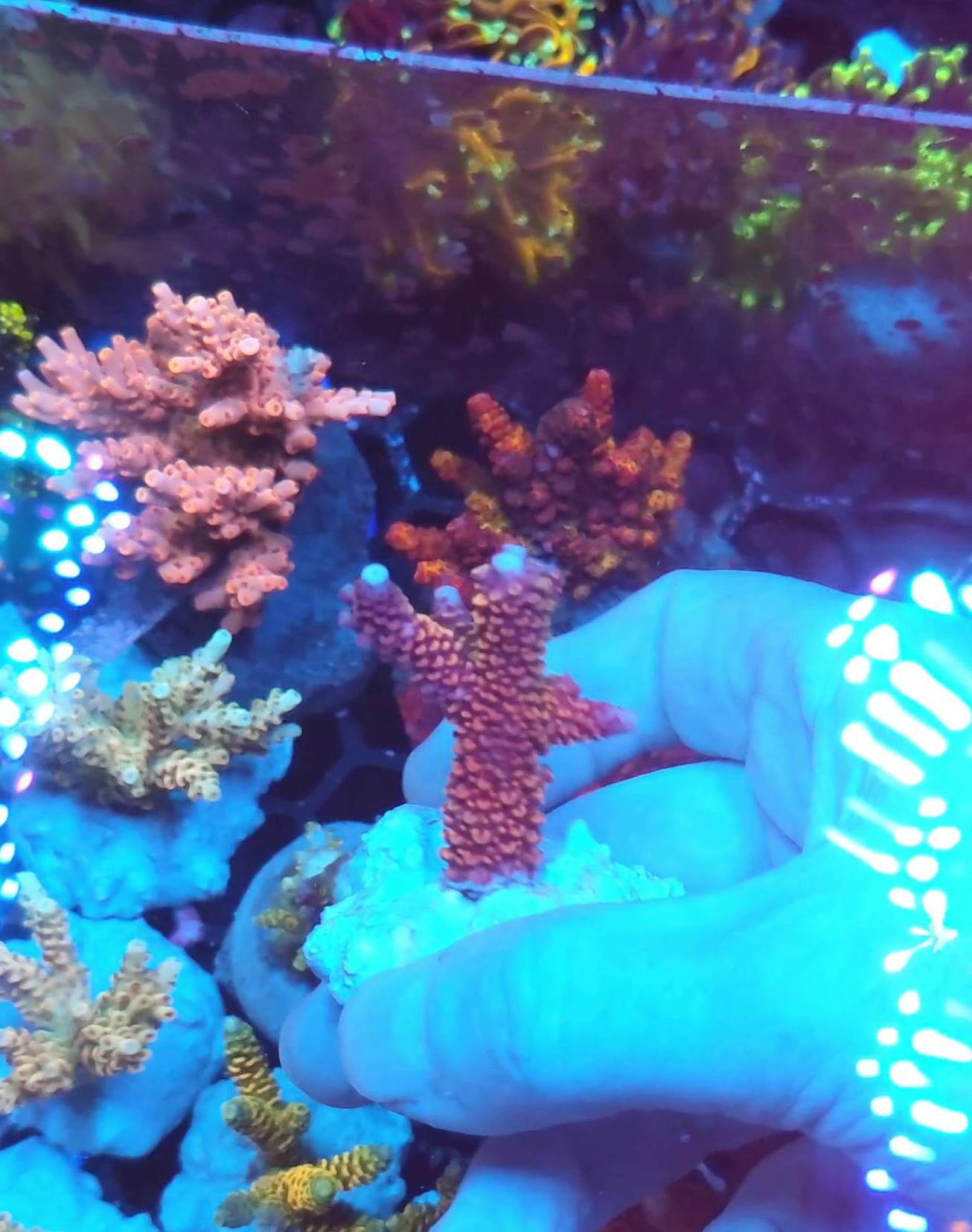 Acropora Aspera Red Blue Tip