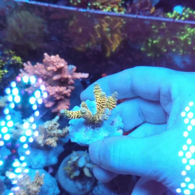 Acropora Millepora Solar Flare