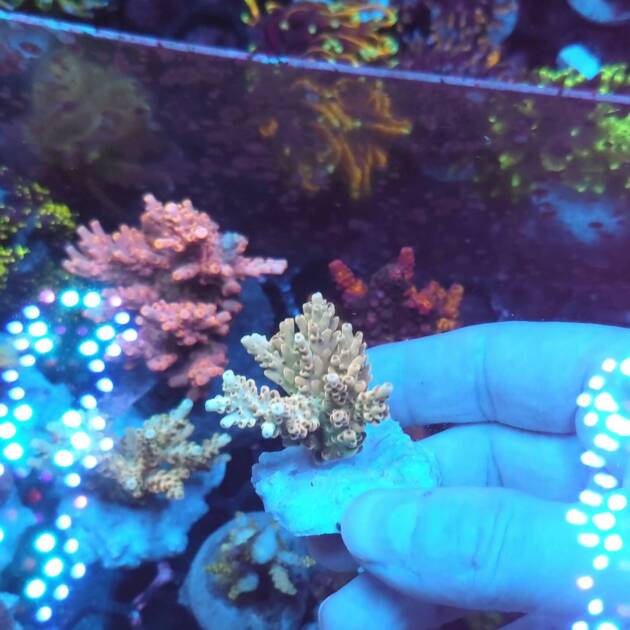 Acropora Pink Lemoniade Shortcacke