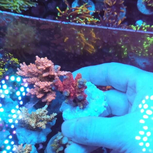 Acropora Millepora Rainbow