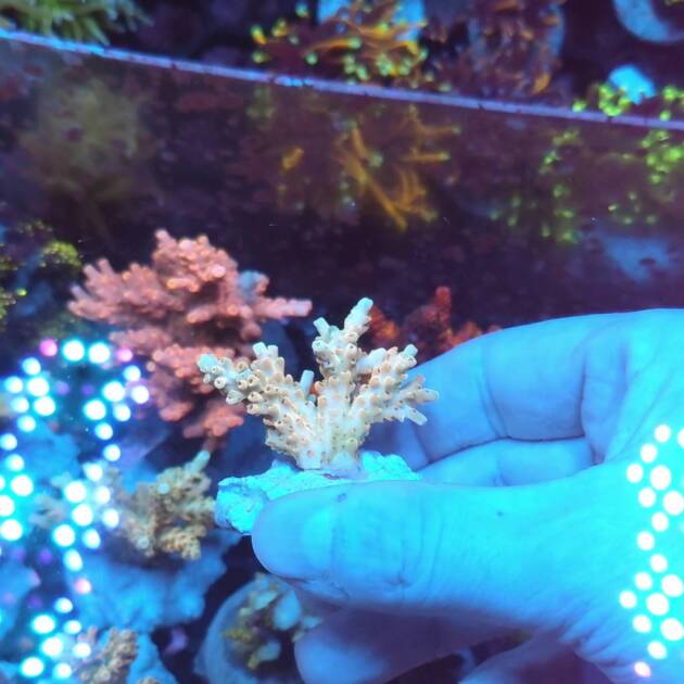 Acropora Pink Lemoniade Shortcake