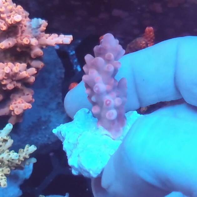 Acropora Loripes Purple