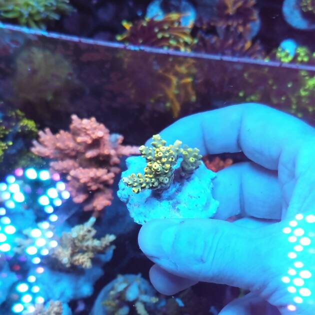 Acropora Cytherea Pikachu
