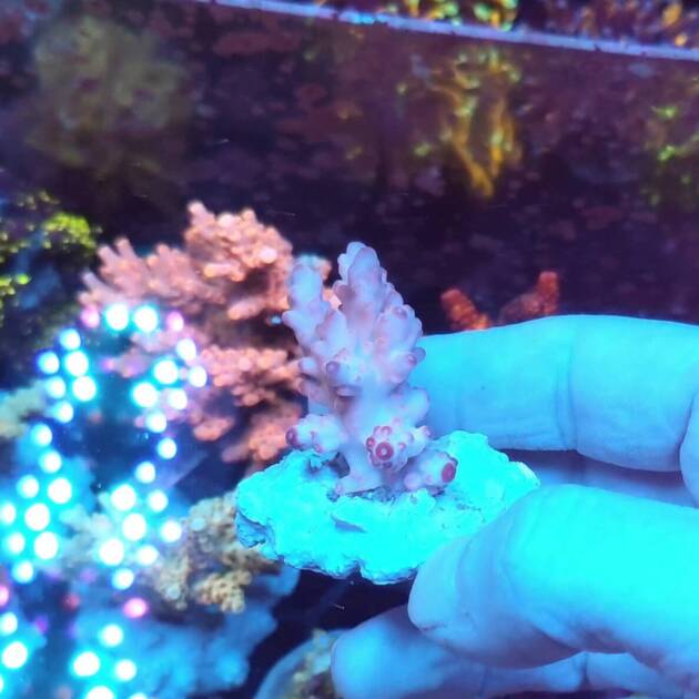 Acropora Loripes Purple