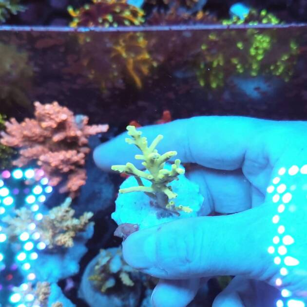Acropora Carduus Yellow Dragon