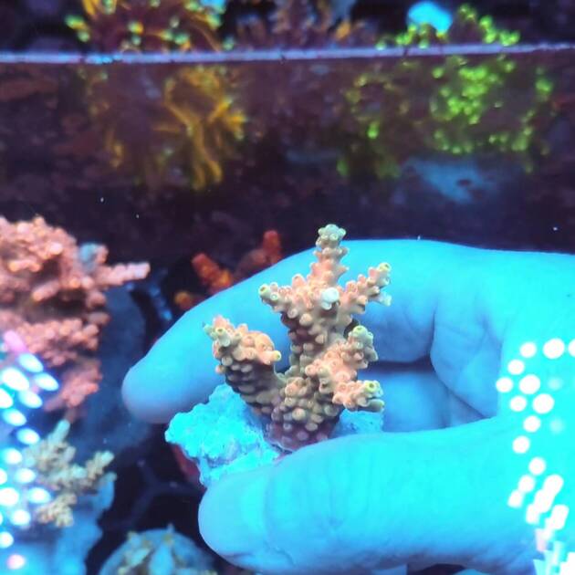 Acropora Latistella