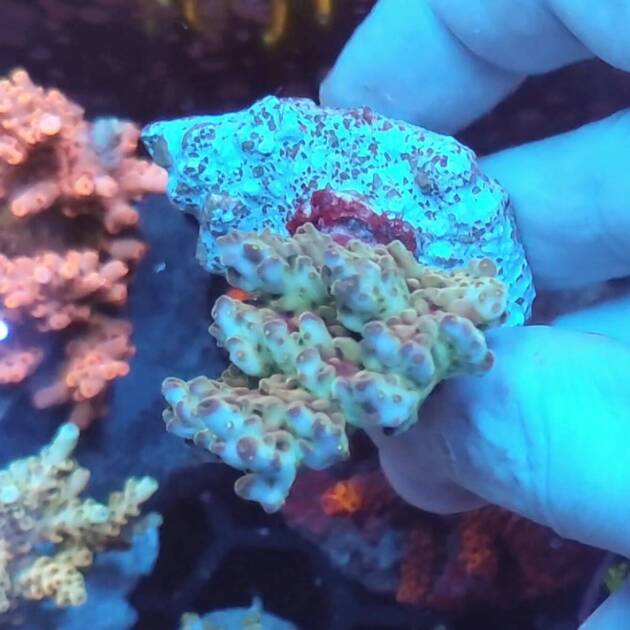 Acropora Aussie Blue